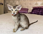 Кошки в Балашихе: Ориентальная кошечка Дорис Девочка, 95 000 руб. - фото 5