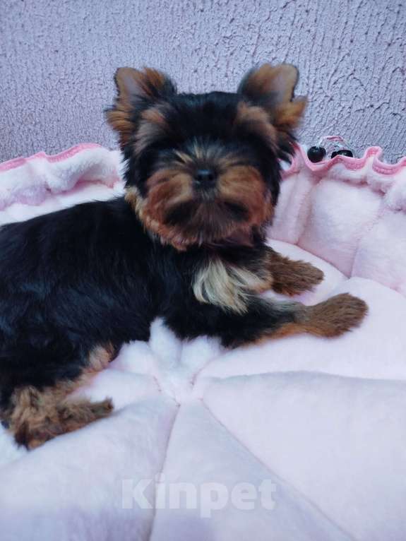 Собаки в Москве: Щенок Йоркширский терьер девочка РКФ Девочка, 75 000 руб. - фото 5
