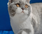 Кошки в Магнитогорске: Coco Marshmallow Девочка, 35 000 руб. - фото 4