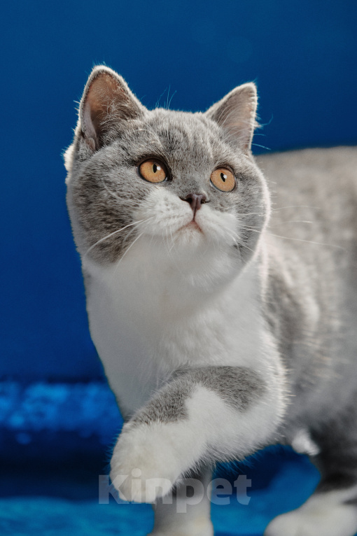 Кошки в Магнитогорске: Coco Marshmallow Девочка, 35 000 руб. - фото 4