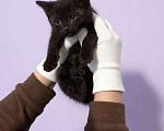 Кошки в Санкт-Петербурге: Котёнок-котик. 1,5 мес. Чёрный мрамор Мальчик, Бесплатно - фото 2