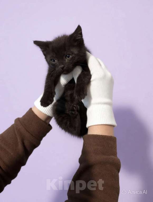 Кошки в Санкт-Петербурге: Котёнок-котик. 1,5 мес. Чёрный мрамор Мальчик, Бесплатно - фото 2
