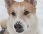 Собаки в Москве: Красивый пес Байкал ищет дом Мальчик, 10 руб. - фото 2