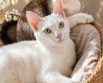 Кошки в Санкт-Петербурге: Котенок Девочка, Бесплатно - фото 2