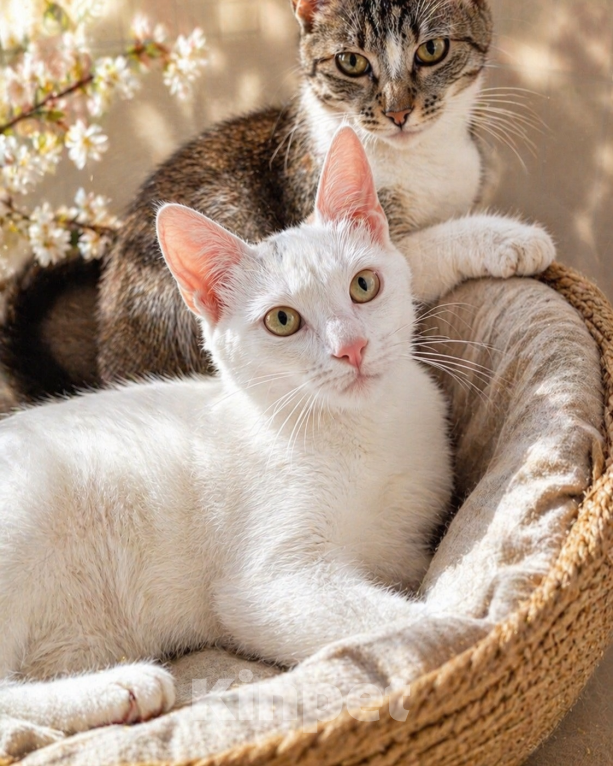Кошки в Санкт-Петербурге: Котенок Девочка, Бесплатно - фото 2