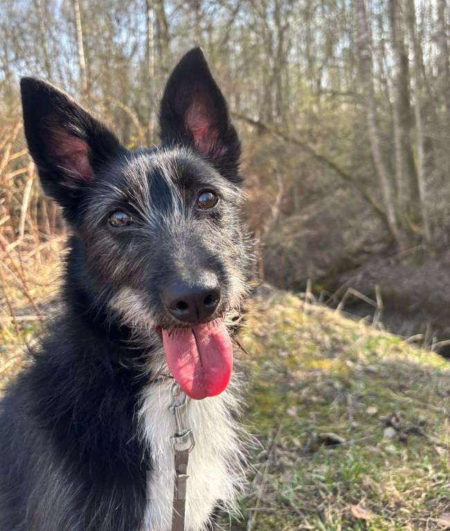 Собаки в Москве: Ласковая собака Умка в добрые руки Девочка, Бесплатно - фото 2