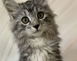 Кошки в Челябинске: Котенок курильский бобтейл Девочка, 35 000 руб. - фото 3