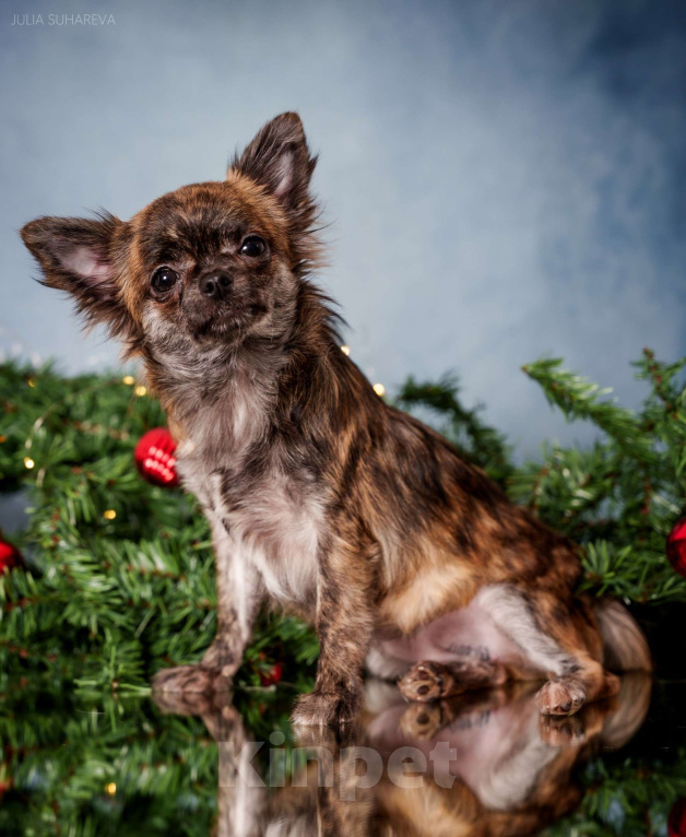 Собаки в Тольятти: Девочка чихуахуа подрощенная длинношерстная тигровая Девочка, 60 000 руб. - фото 3