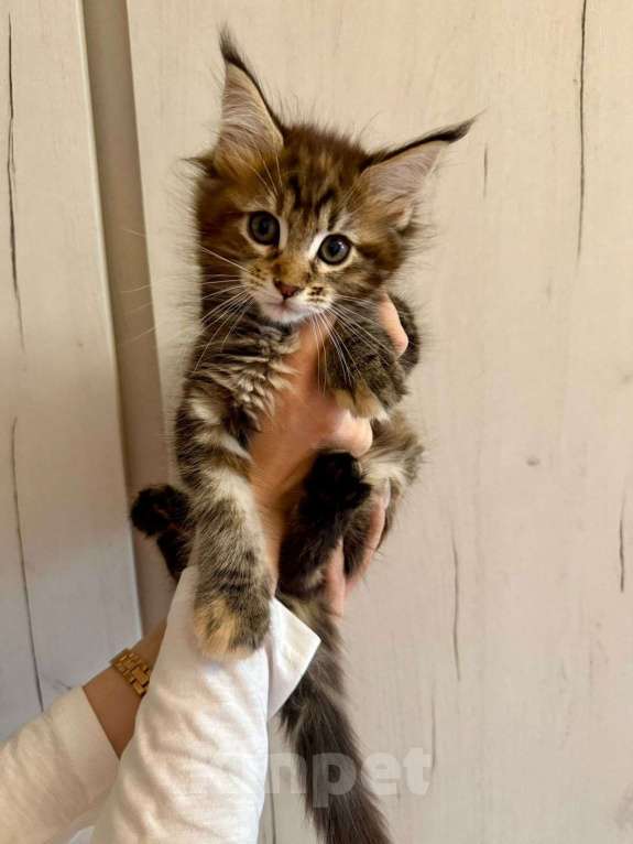 Кошки в Санкт-Петербурге: Котята Мейн-кун Мальчик, 40 000 руб. - фото 3