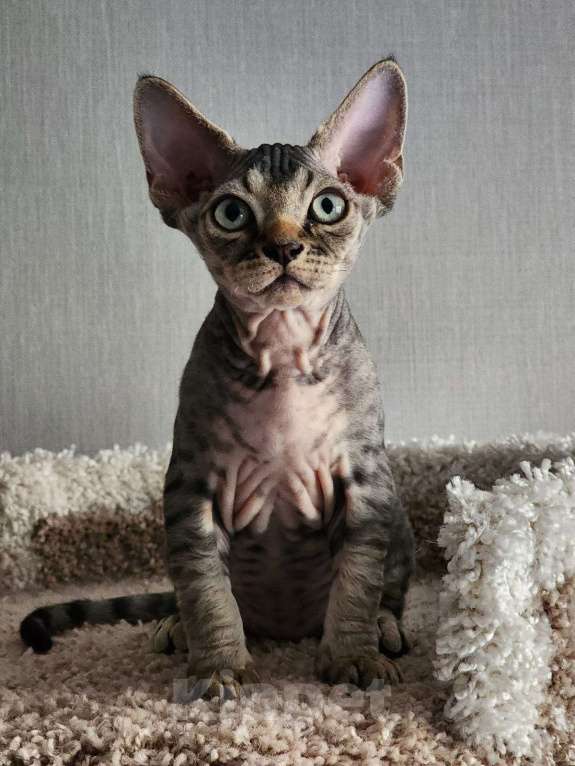 Кошки в Казани: Мальчик ,Арес Мальчик, 80 000 руб. - фото 3