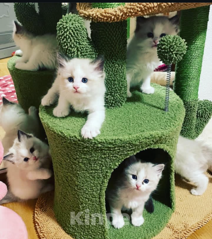 Кошки в Москве: Котята Рэгдолл биколор Мальчик, 95 000 руб. - фото 3