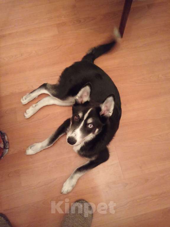 Собаки в Солнечногорске: Хасик (самоед) метис Мальчик, Бесплатно - фото 3