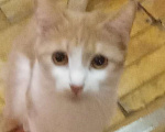 Кошки в Москве: Беленькая с рыжим анатолийская кошечка Девочка, Бесплатно - фото 3
