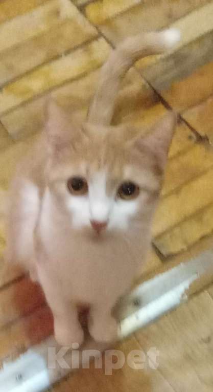 Кошки в Москве: Беленькая с рыжим анатолийская кошечка Девочка, Бесплатно - фото 3