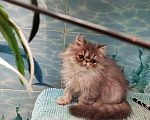 Кошки в Калаче-На-Доне: Персик, 5 000 руб. - фото 3
