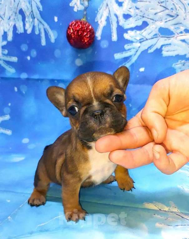 Собаки в Красноармейске: Щенки французкого бульдога Мальчик, 30 000 руб. - фото 8