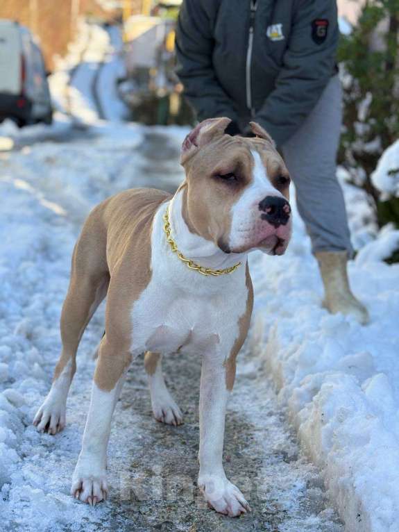 Собаки в других городах Краснодарского края: Щенок амстафф Мальчик, 45 000 руб. - фото 2