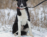 Собаки в Москве: Кнопочка, длинноногий щенок из приюта Девочка, Бесплатно - фото 2