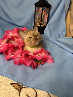 Бурманские котята