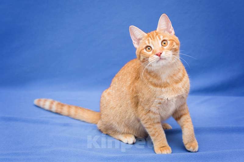 Кошки в Москве: Рыжий котенок Чери в добрые руки Девочка, 1 руб. - фото 8