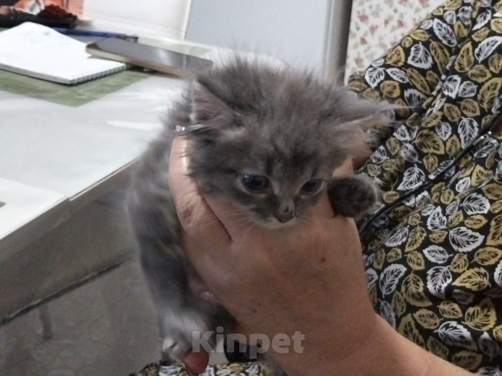 Кошки в других городах Ставропольского края: Котята Разнополые, 1 руб. - фото 1