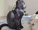 Кошки в Москве: Котенок ищет семью Девочка, Бесплатно - фото 2