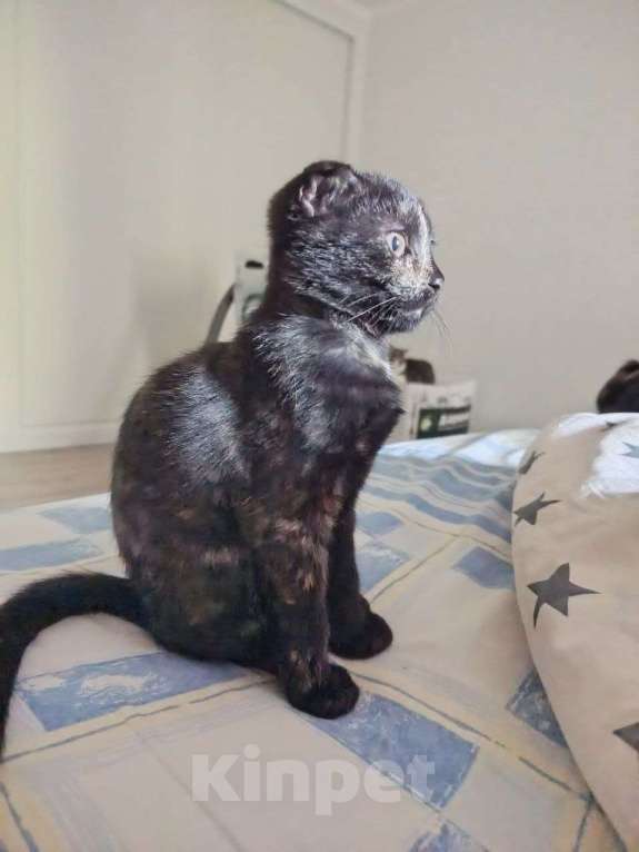 Кошки в Москве: Котенок ищет семью Девочка, Бесплатно - фото 2