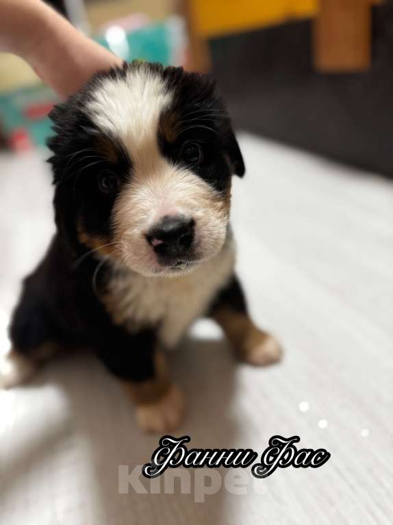 Собаки в Екатеринбурге: Бернский зенненхунд Девочка, 70 000 руб. - фото 5