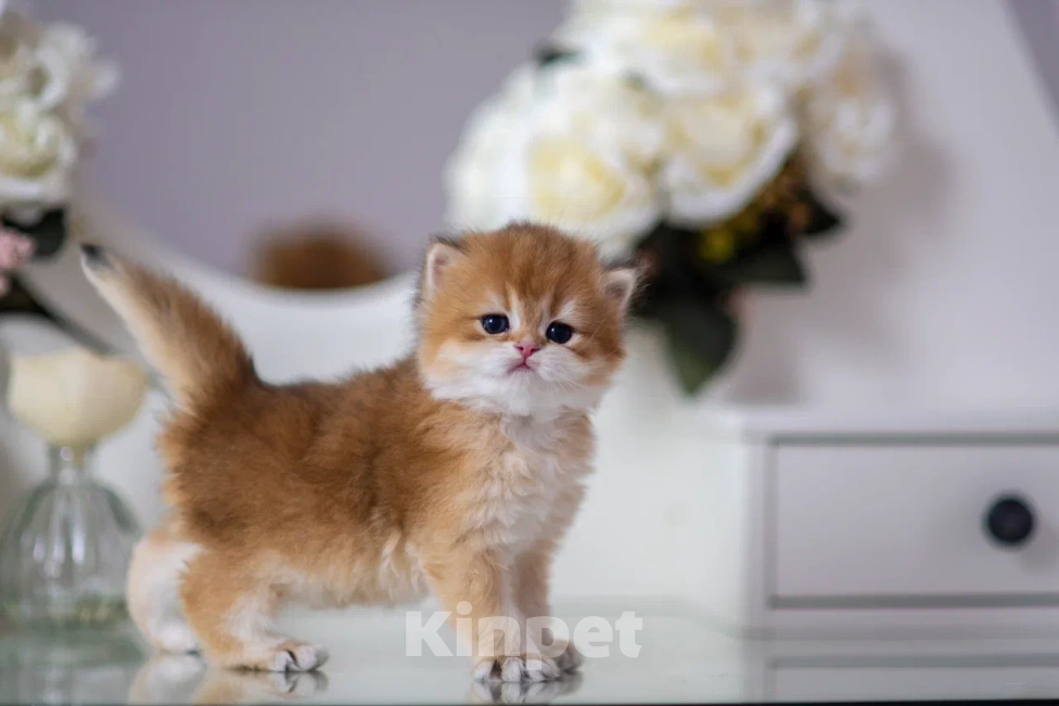 Кошки в Балашихе: Шикарный мальчик Бисквит Мальчик, 75 000 руб. - фото 3