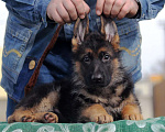 Собаки в Краснодаре: Щенки немецкой овчарки Разнополые, 45 000 руб. - фото 2