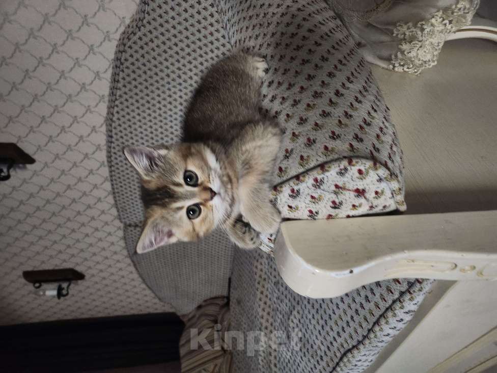 Кошки в Москве: Шотландские котята Девочка, 24 999 руб. - фото 4