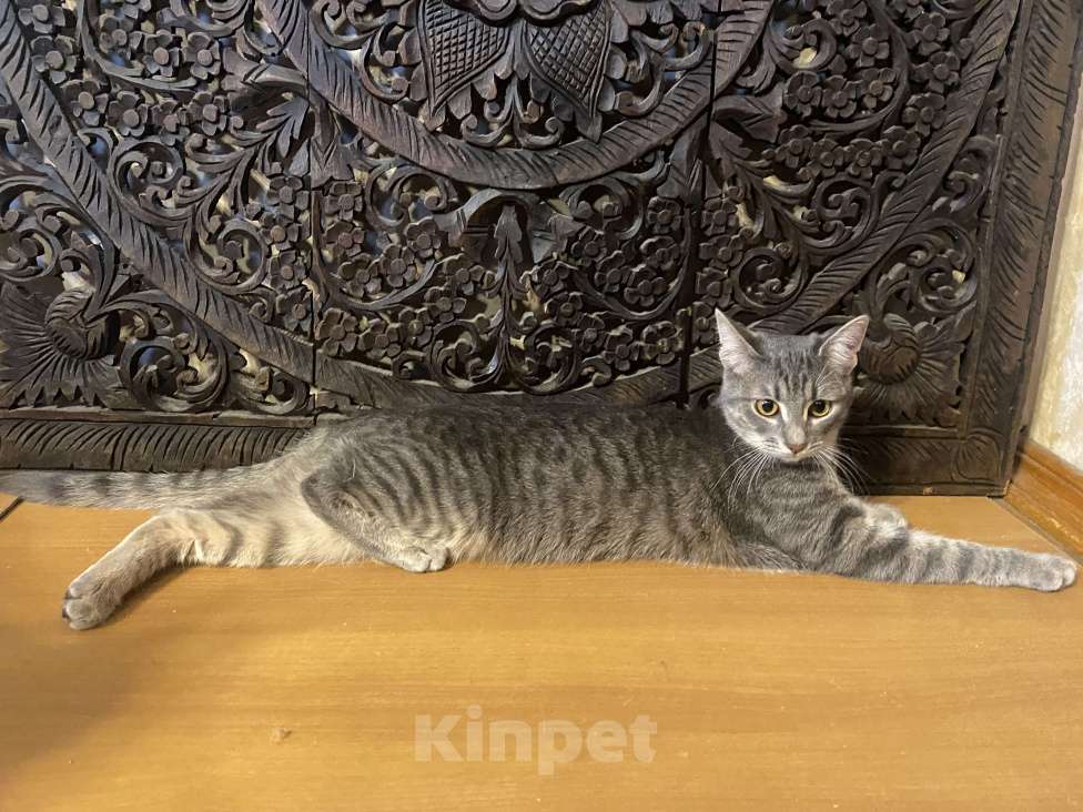 Кошки в Москве: Серая полосатая кошечка Девочка, 5 000 руб. - фото 2