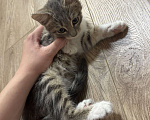 Кошки в Симферополе: Котенок Девочка, Бесплатно - фото 4