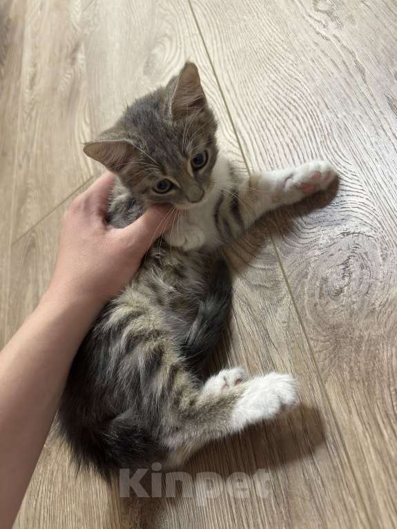 Кошки в Симферополе: Котенок Девочка, Бесплатно - фото 4