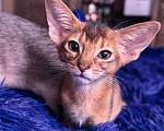 Кошки в других городах Московской области: Абиссинский котик дикого окраса Мальчик, 75 000 руб. - фото 4