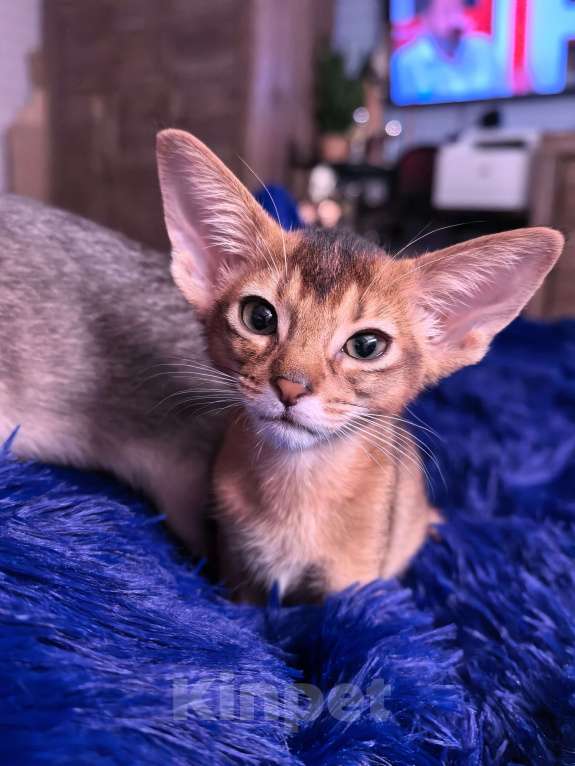 Кошки в других городах Московской области: Абиссинский котик дикого окраса Мальчик, 75 000 руб. - фото 4