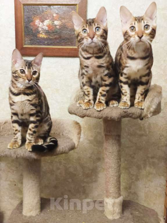 Кошки в Лыткарино: Бенгальская девочка с документами Девочка, 30 000 руб. - фото 2