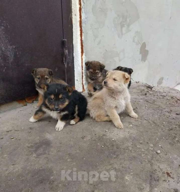 Собаки в Пятигорске: Отдаем щенков в добрый руки Девочка, Бесплатно - фото 2