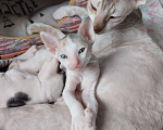 Кошки в Москве: Котенок Корниш Рекс Мальчик, Бесплатно - фото 7