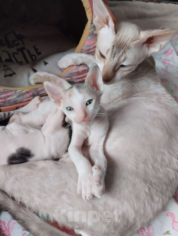 Кошки в Москве: Котенок Корниш Рекс Мальчик, Бесплатно - фото 7