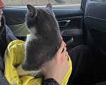 Кошки в Москве: Отдам кота в добрые руки Мальчик, Бесплатно - фото 3