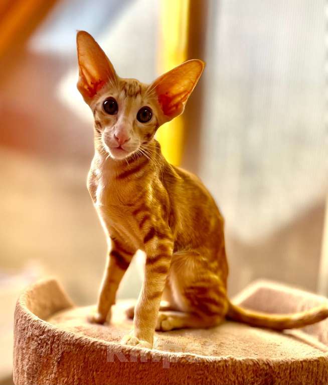 Кошки в Перми: ориентальный котенок Девочка, 50 000 руб. - фото 1