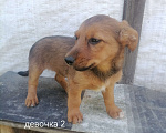 Собаки в Москве: Отдам бесплатно Девочка, Бесплатно - фото 1