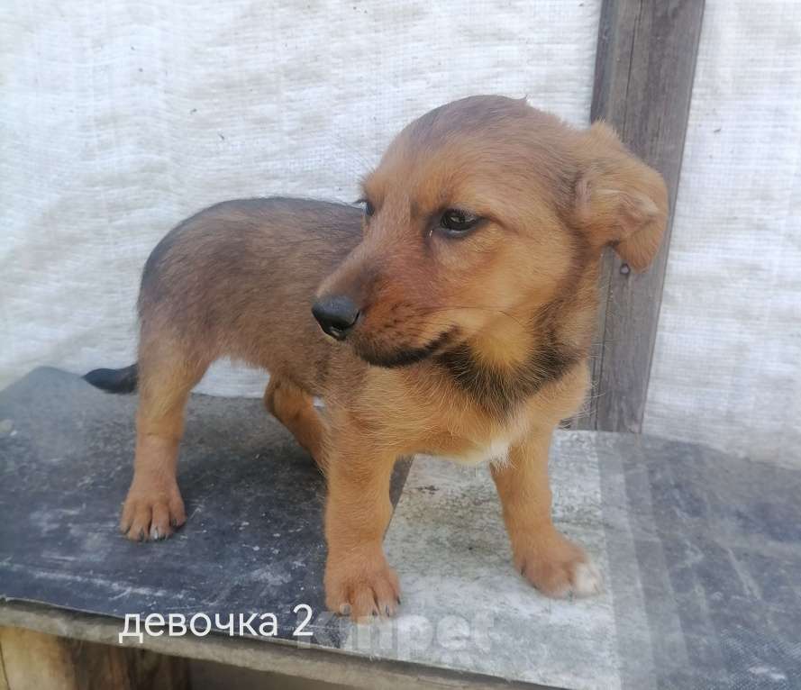 Собаки в Москве: Отдам бесплатно Девочка, Бесплатно - фото 1