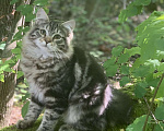 Кошки в Перми: Сибирский котенок Мальчик, Бесплатно - фото 3