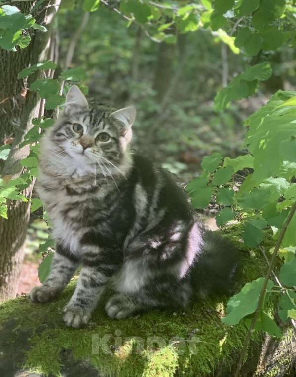 Кошки в Перми: Сибирский котенок Мальчик, Бесплатно - фото 3