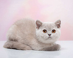 Кошки в Барнауле: Алмаза Девочка, Бесплатно - фото 2