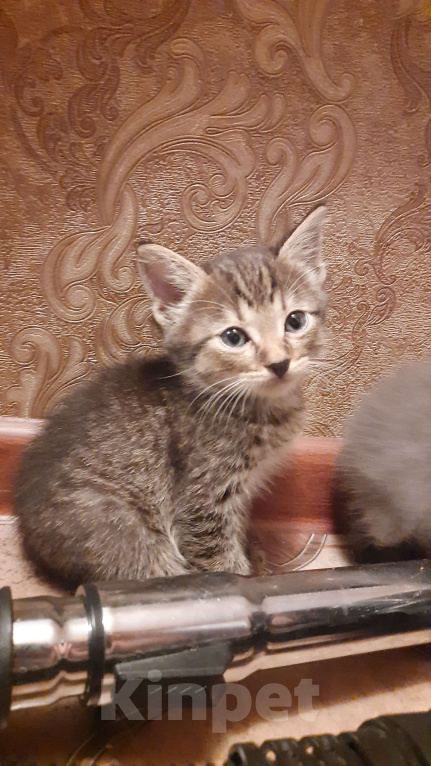 Кошки в Воронеже: Отдам котёнка в добрые руки Мальчик, Бесплатно - фото 3