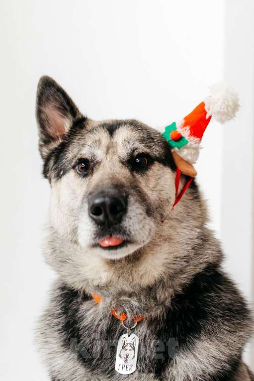 Собаки в Москве: Сложные времена порождают сильных. Суровые условия порождают выносливых. Мальчик, Бесплатно - фото 9