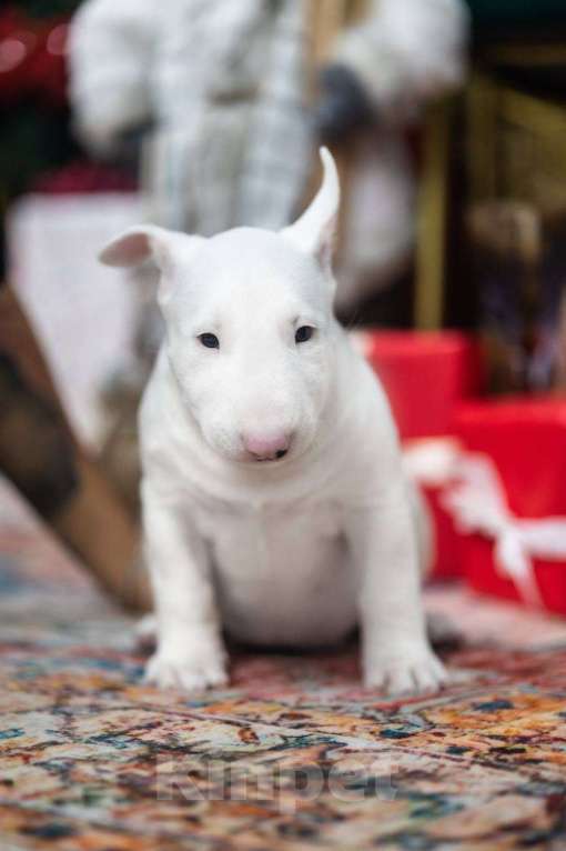 Собаки в Москве: Бультерьер стандартный, щенок  Девочка, Бесплатно - фото 1
